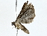  ( - BIOUG77706-F03)  @11 [ ] CreativeCommons - Attribution (2022) CBG Photography Group Centre for Biodiversity Genomics