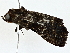  ( - BIOUG77707-A01)  @11 [ ] CreativeCommons - Attribution (2022) CBG Photography Group Centre for Biodiversity Genomics
