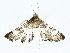  ( - BIOUG77707-D10)  @11 [ ] CreativeCommons - Attribution (2022) CBG Photography Group Centre for Biodiversity Genomics