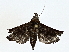  ( - BIOUG77707-F03)  @11 [ ] CreativeCommons - Attribution (2022) CBG Photography Group Centre for Biodiversity Genomics