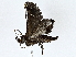  ( - BIOUG77707-G12)  @11 [ ] CreativeCommons - Attribution (2022) CBG Photography Group Centre for Biodiversity Genomics