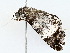  ( - BIOUG77708-A06)  @11 [ ] CreativeCommons - Attribution (2022) CBG Photography Group Centre for Biodiversity Genomics