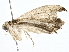  ( - BIOUG77709-D04)  @11 [ ] CreativeCommons - Attribution (2022) CBG Photography Group Centre for Biodiversity Genomics