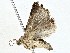  ( - BIOUG77710-D01)  @11 [ ] CreativeCommons - Attribution (2022) CBG Photography Group Centre for Biodiversity Genomics