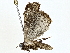  ( - BIOUG77710-D03)  @11 [ ] CreativeCommons - Attribution (2022) CBG Photography Group Centre for Biodiversity Genomics