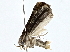  ( - BIOUG77710-G09)  @11 [ ] CreativeCommons - Attribution (2022) CBG Photography Group Centre for Biodiversity Genomics