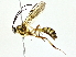  ( - BIOUG77711-A01)  @11 [ ] CreativeCommons - Attribution (2022) CBG Photography Group Centre for Biodiversity Genomics