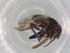  (Lizophaga Malaise8899 - BIOUG79579-C10)  @11 [ ] CreativeCommons - Attribution (2022) Centre for Biodiversity Genomics Centre for Biodiversity Genomics