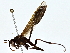  ( - BIOUG80713-C06)  @11 [ ] CreativeCommons - Attribution (2022) CBG Photography Group Centre for Biodiversity Genomics
