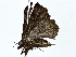  ( - BIOUG80713-C10)  @11 [ ] CreativeCommons - Attribution (2022) CBG Photography Group Centre for Biodiversity Genomics