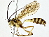  ( - BIOUG80713-H04)  @11 [ ] CreativeCommons - Attribution (2022) CBG Photography Group Centre for Biodiversity Genomics