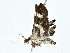  ( - BIOUG80714-B07)  @11 [ ] CreativeCommons - Attribution (2022) CBG Photography Group Centre for Biodiversity Genomics