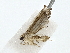  (Ampelasia malaise4724 - BIOUG80756-H09)  @11 [ ] CreativeCommons - Attribution (2022) CBG Photography Group Centre for Biodiversity Genomics