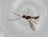 (Heterospilus Malaise1216 - BIOUG81048-C08)  @12 [ ] CreativeCommons - Attribution (2022) Centre for Biodiversity Genomics Centre for Biodiversity Genomics
