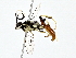  (Carinodes malaise0539 - BIOUG80715-C09)  @11 [ ] CreativeCommons - Attribution (2022) CBG Photography Group Centre for Biodiversity Genomics