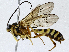  ( - CBG-A02849-E10)  @11 [ ] CreativeCommons - Attribution (2023) CBG Photography Group Centre for Biodiversity Genomics