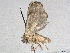  (Ampelasia malaise7202 - CBG-A02851-H04)  @11 [ ] CreativeCommons - Attribution (2023) CBG Photography Group Centre for Biodiversity Genomics
