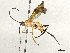  ( - BIOUG58678-E10)  @11 [ ] CreativeCommons - Attribution Share - Alike (2024) CBG Photography Group Centre for Biodiversity Genomics