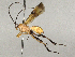  (Zelomorpha Malaise1242 - BIOUG58678-E11)  @11 [ ] CreativeCommons - Attribution Share - Alike (2024) CBG Photography Group Centre for Biodiversity Genomics