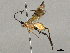  ( - BIOUG58678-H04)  @11 [ ] CreativeCommons - Attribution Share - Alike (2024) CBG Photography Group Centre for Biodiversity Genomics