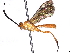  (ctenoMalaise01 Malaise3074 - BIOUG63910-G11)  @11 [ ] CreativeCommons - Attribution (2022) CBG Photography Group Centre for Biodiversity Genomics