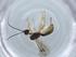  (Heterospilus malaise0180 - BIOUG67530-E01)  @11 [ ] CreativeCommons - Attribution (2021) Centre for Biodiversity Genomics Centre for Biodiversity Genomics