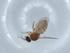  (Forcipomyia sp. DB 11420 - BIOUG67786-D07)  @11 [ ] CreativeCommons - Attribution (2021) Centre for Biodiversity Genomics Centre for Biodiversity Genomics