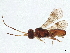  (Leptodrepana Malaise3166 - BIOUG67800-H01)  @15 [ ] CreativeCommons - Attribution (2023) CBG Photography Group Centre for Biodiversity Genomics
