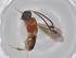  (Leptodrepana Malaise2410 - BIOUG67879-G07)  @11 [ ] CreativeCommons - Attribution (2021) Centre for Biodiversity Genomics Centre for Biodiversity Genomics