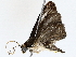  ( - BIOUG76528-A01)  @11 [ ] CreativeCommons - Attribution (2022) CBG Photography Group Centre for Biodiversity Genomics