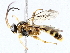  ( - BIOUG76528-E11)  @11 [ ] CreativeCommons - Attribution (2022) CBG Photography Group Centre for Biodiversity Genomics