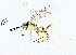  ( - BIOUG76528-G07)  @11 [ ] CreativeCommons - Attribution (2022) CBG Photography Group Centre for Biodiversity Genomics