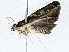  ( - BIOUG76556-F09)  @11 [ ] CreativeCommons - Attribution (2022) CBG Photography Group Centre for Biodiversity Genomics