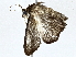  ( - BIOUG76556-F10)  @11 [ ] CreativeCommons - Attribution (2022) CBG Photography Group Centre for Biodiversity Genomics