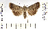  (Chersotis laeta leonhardi - CROB718)  @11 [ ] CreativeCommons - Attribution Non-Commercial Share-Alike (2022) Stoyan Beshkov Research Collection of Stoyan Beshkov