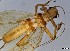  ( - CROBD100)  @11 [ ] CreativeCommons - Attribution Non-Commercial Share-Alike (2019) Martina Podnar Croatian Natural History Museum Zagreb