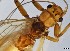  ( - CROBD100)  @11 [ ] CreativeCommons - Attribution Non-Commercial Share-Alike (2019) Martina Podnar Croatian Natural History Museum Zagreb