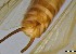  ( - CROBD100)  @11 [ ] CreativeCommons - Attribution Non-Commercial Share-Alike (2019) Martina Podnar Croatian Natural History Museum Zagreb