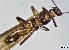  ( - CROBD145)  @11 [ ] CreativeCommons - Attribution Non-Commercial Share-Alike (2019) Martina Podnar Croatian Natural History Museum Zagreb