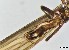  (Leuctra cf. inermis - CROBD145)  @11 [ ] CreativeCommons - Attribution Non-Commercial Share-Alike (2019) Martina Podnar Croatian Natural History Museum Zagreb