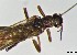  ( - CROBD145)  @11 [ ] CreativeCommons - Attribution Non-Commercial Share-Alike (2019) Martina Podnar Croatian Natural History Museum Zagreb