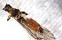  ( - CROBD176)  @11 [ ] CreativeCommons - Attribution Non-Commercial Share-Alike (2019) Martina Podnar Croatian Natural History Museum Zagreb