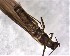  ( - CROBD183)  @11 [ ] CreativeCommons - Attribution Non-Commercial Share-Alike (2019) Martina Podnar Croatian Natural History Museum Zagreb