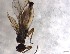  ( - CROBD191)  @11 [ ] CreativeCommons - Attribution Non-Commercial Share-Alike (2019) Martina Podnar Croatian Natural History Museum Zagreb