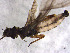  ( - CROBD191)  @11 [ ] CreativeCommons - Attribution Non-Commercial Share-Alike (2019) Martina Podnar Croatian Natural History Museum Zagreb