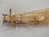  ( - CROBD496)  @11 [ ] CreativeCommons - Attribution Non-Commercial Share-Alike (2019) Martina Podnar Croatian Natural History Museum Zagreb