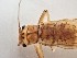  ( - CROBD496)  @11 [ ] CreativeCommons - Attribution Non-Commercial Share-Alike (2019) Martina Podnar Croatian Natural History Museum Zagreb