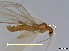  ( - CROBD58)  @11 [ ] CreativeCommons - Attribution Non-Commercial Share-Alike (2019) Martina Podnar Croatian Natural History Museum Zagreb