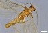  ( - CROBD64)  @11 [ ] CreativeCommons - Attribution Non-Commercial Share-Alike (2019) Martina Podnar Croatian Natural History Museum Zagreb