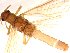  ( - CROBD64)  @11 [ ] CreativeCommons - Attribution Non-Commercial Share-Alike (2019) Martina Podnar Croatian Natural History Museum Zagreb